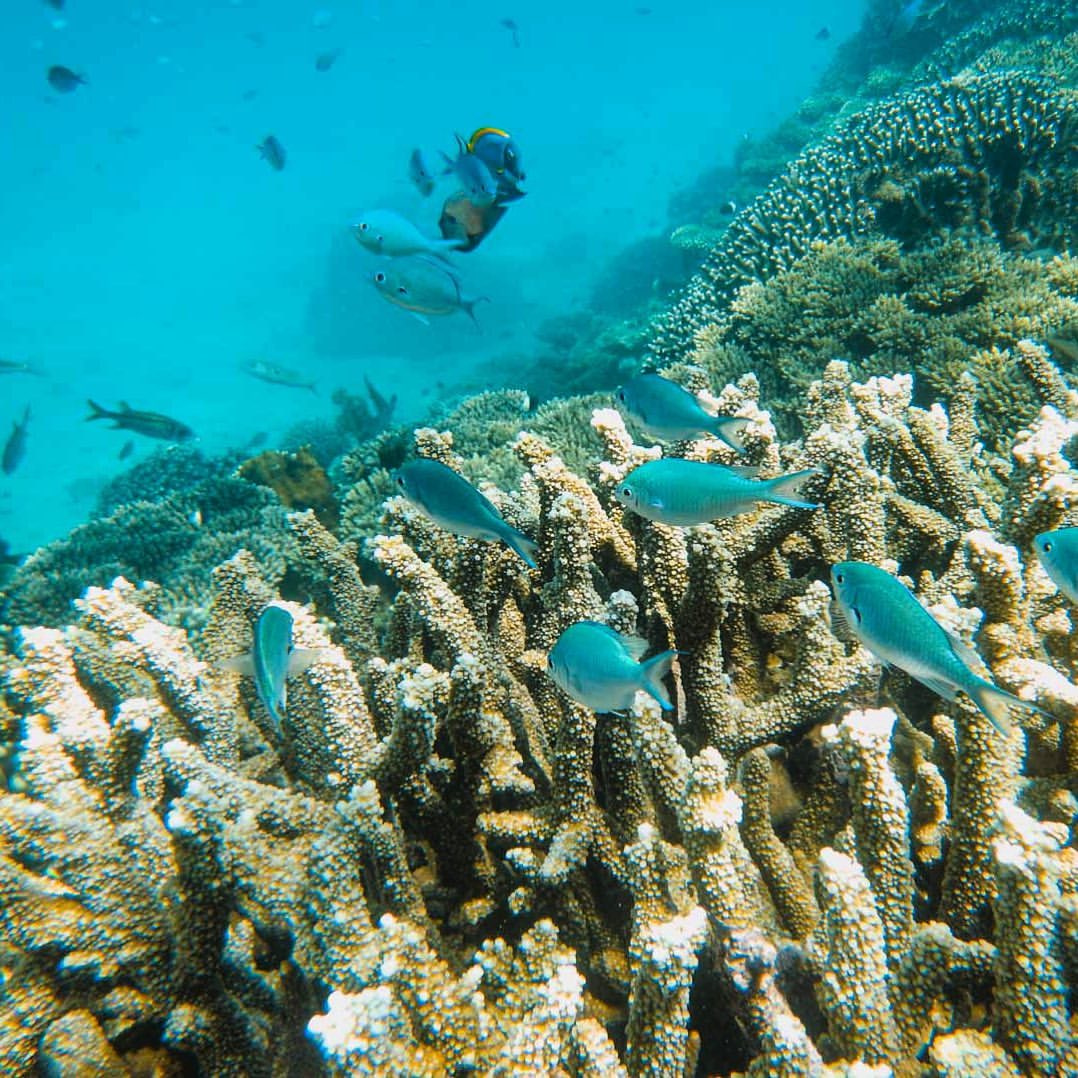 Wasini Island & Kisite Marine Park