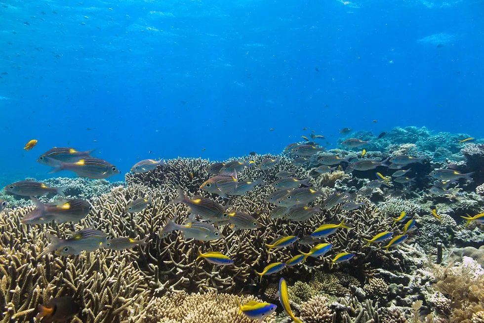 Coral reef and turquoise waters of Kisite Marine Park near Wasini Island Kenya
