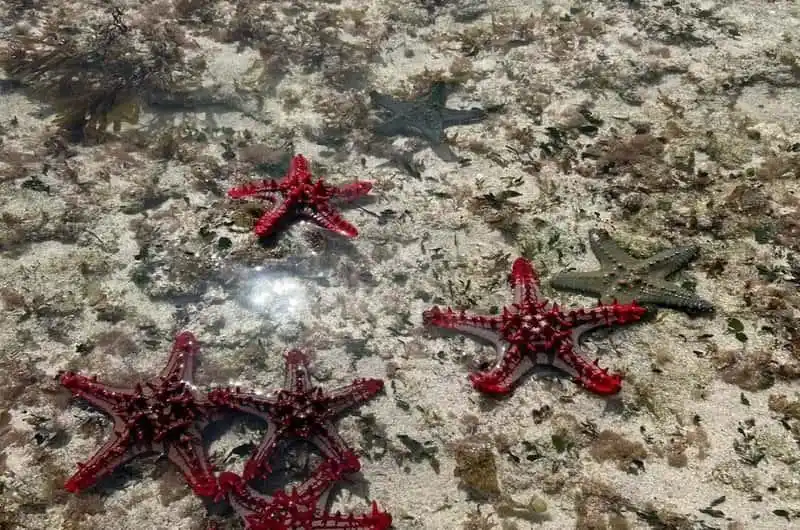 Colourful starfish and marine life found in shallow reef pools along the Kenyan coast