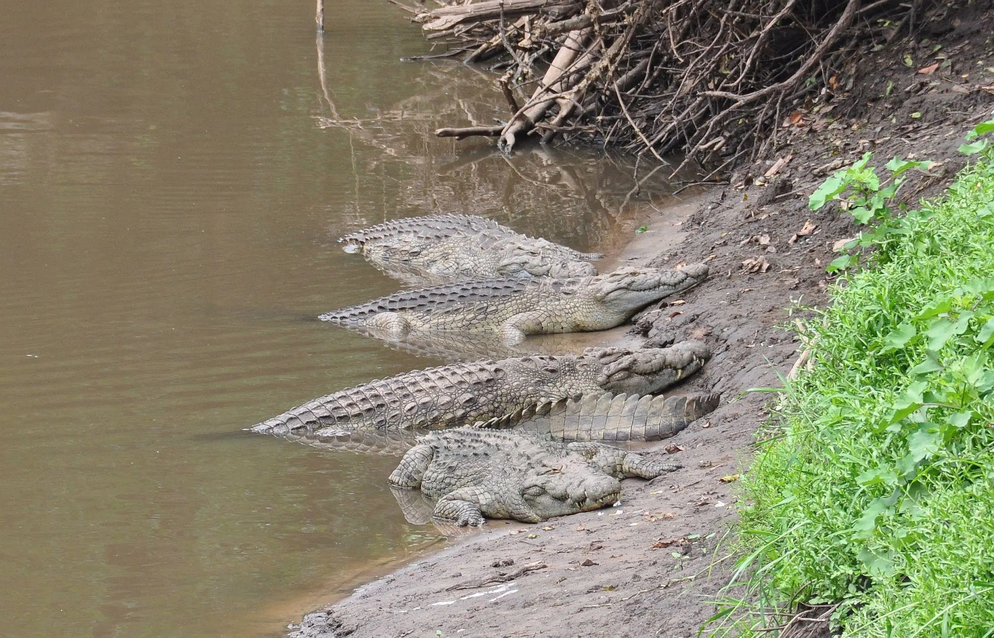 Nile crocodile resting along the mangrove-lined banks of the Ramisi River in Kenya