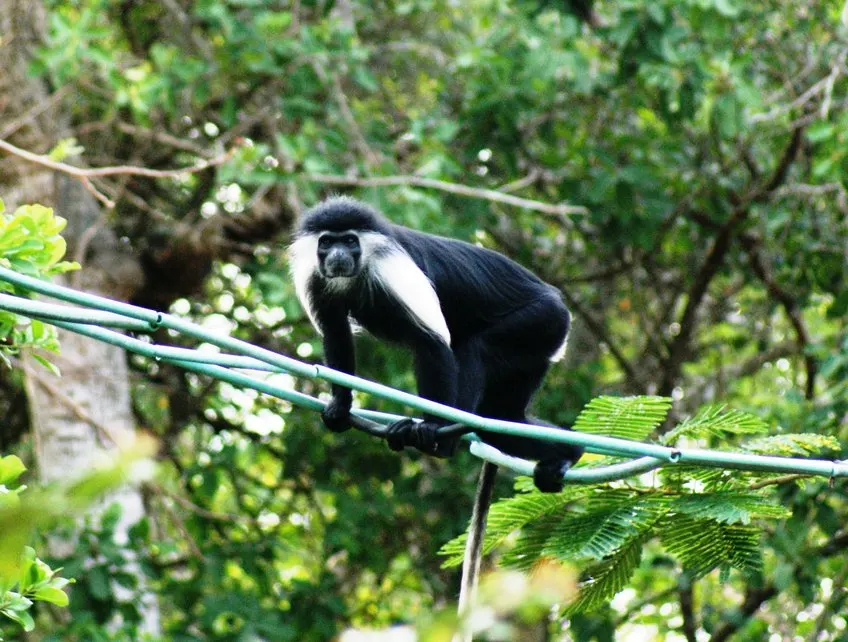 Colobus monkey foraging in the trees in Diani coastal forest
