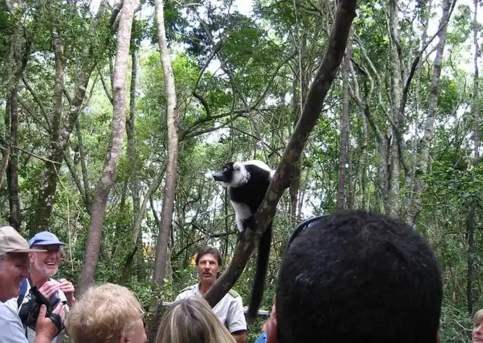 Black and white colobus monkeys observed during a guided nature walk in Diani