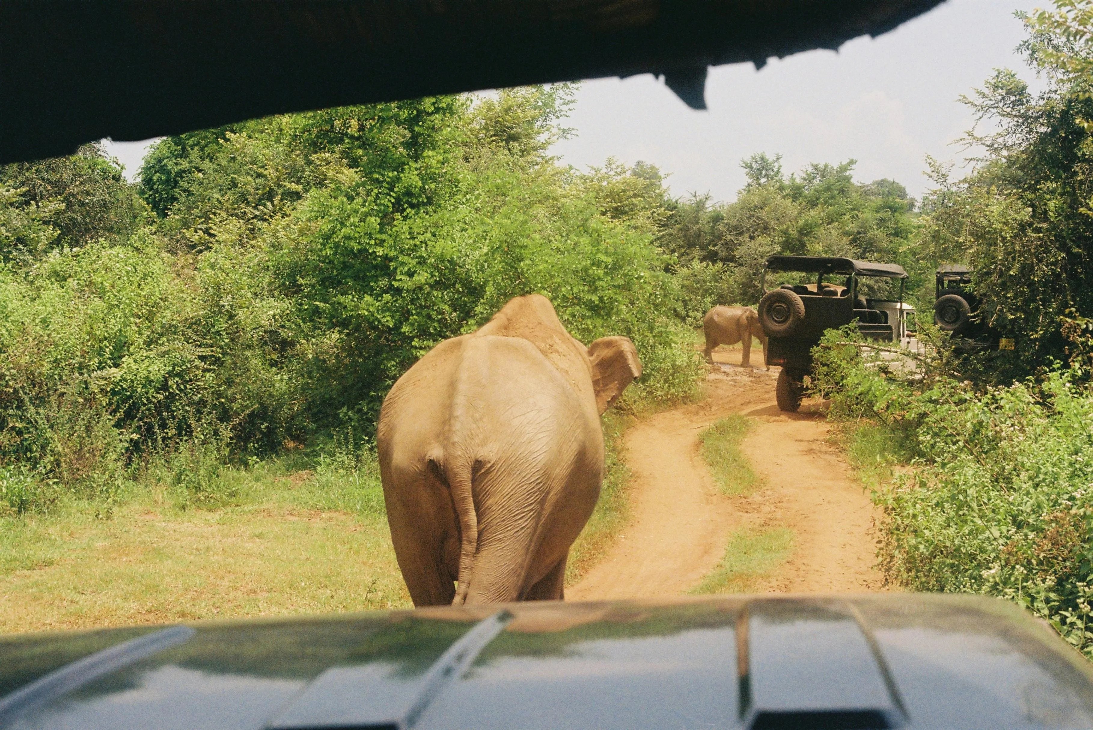 Safari vehicle on a game drive through Shimba Hills National Reserve in Kenya