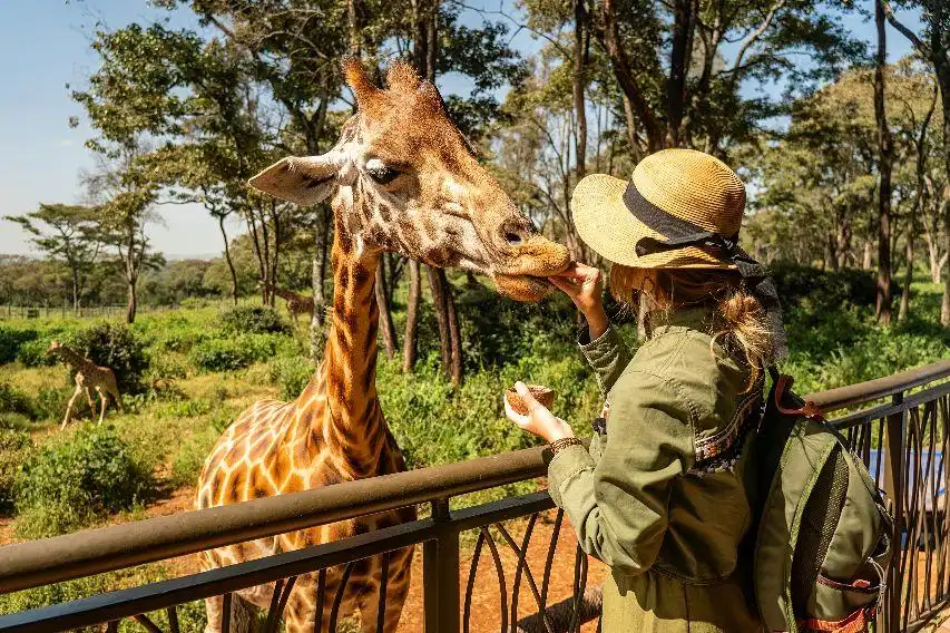 Visitor feeding a giraffe from an elevated platform at Bora Bora Wildlife Park near Diani
