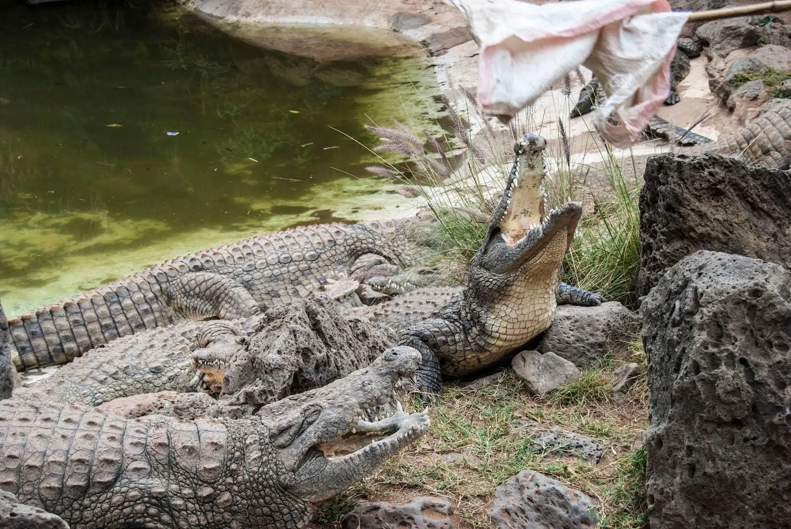 Crocodiles during a supervised feeding display at Bora Bora Wildlife Park