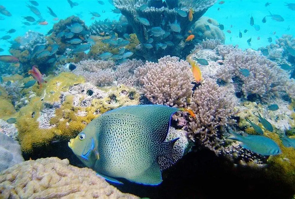 Colorful coral reef and tropical fish seen while snorkeling in Kisite Marine Park