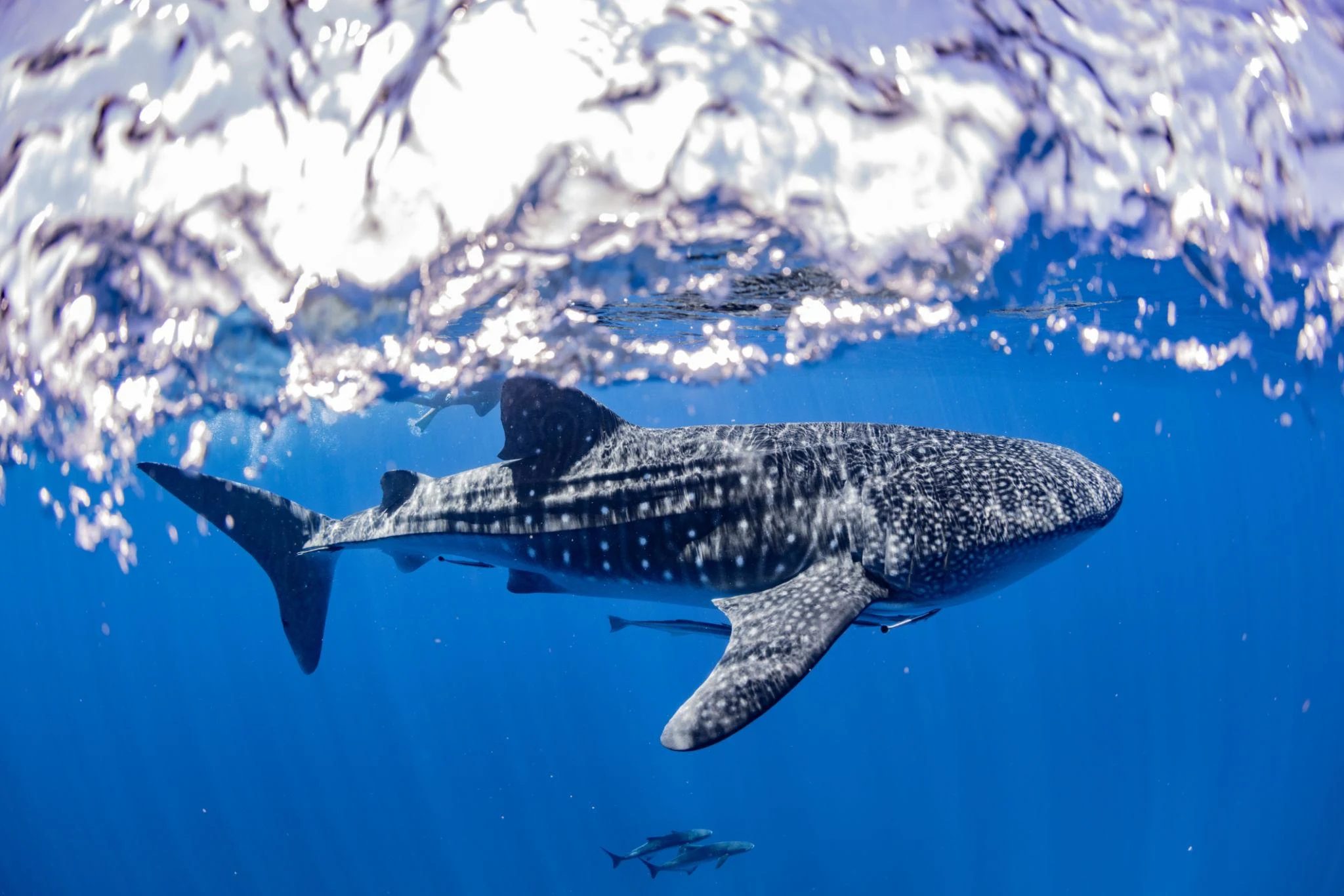 Diani Whale Shark Season with Humpback and Turtle Months