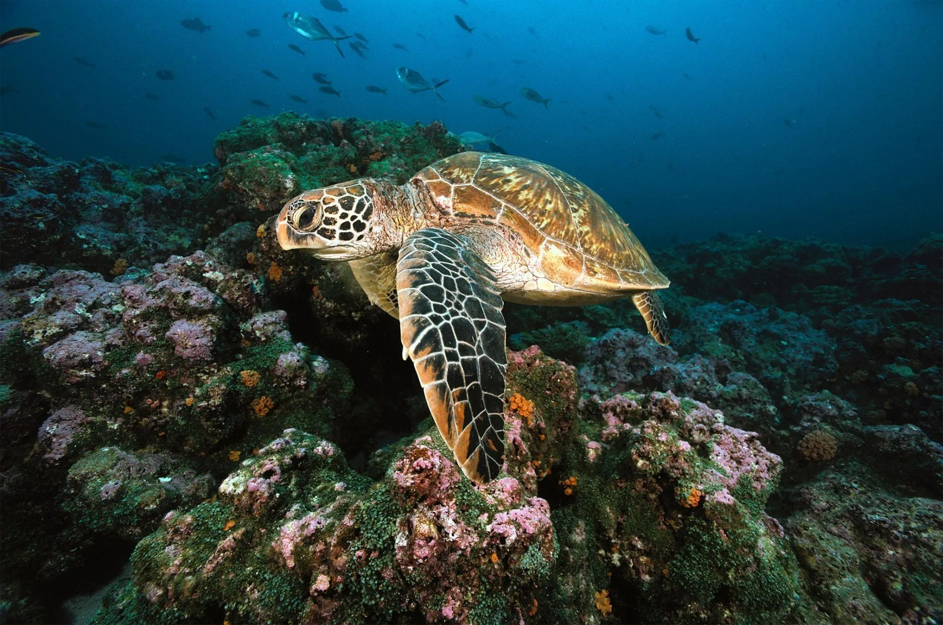 Sea turtle swimming above a coral reef in the Indian Ocean near Kenya’s south coast